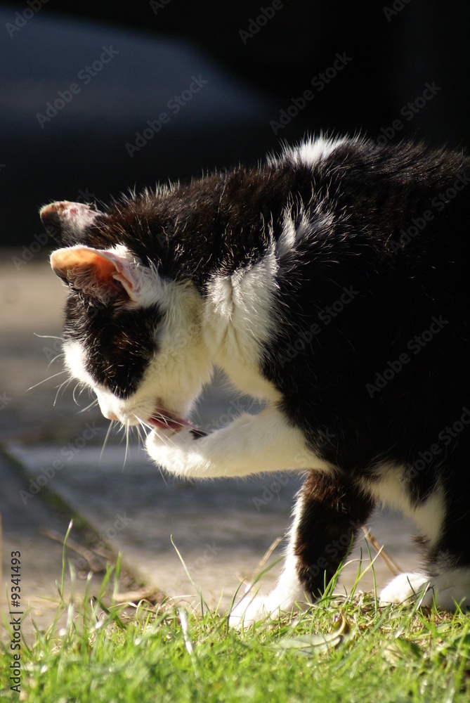 Obraz premium cat washing