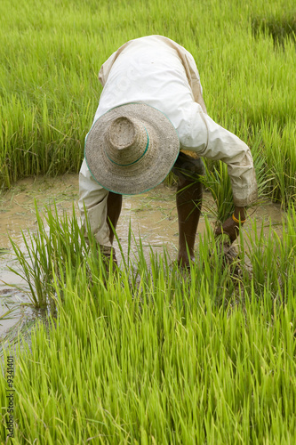 Arbeit am Reisfeld in Asien