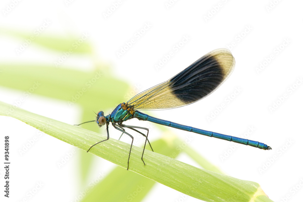 Banded Demoiselle in front of a white background Banded Demoiselle in front of a white background