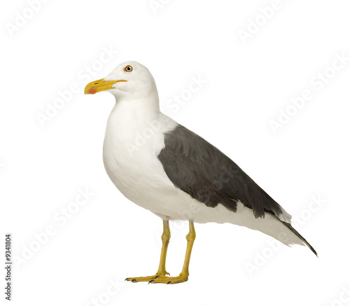 Herring Gull (3 years) in front of a white background
