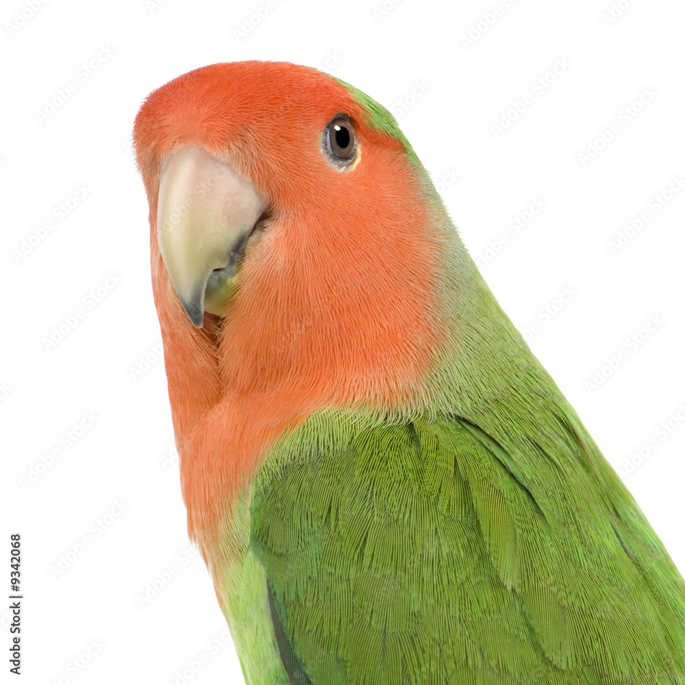 Obraz premium Peach-faced Lovebirdin in front of a white background
