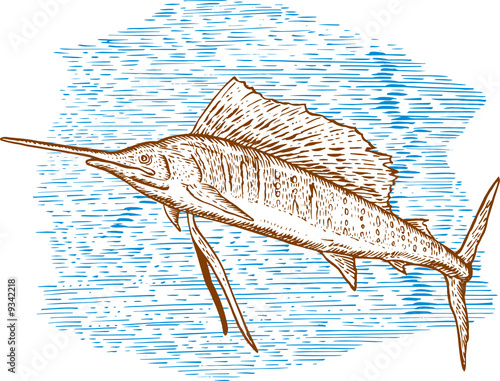 Sailfish