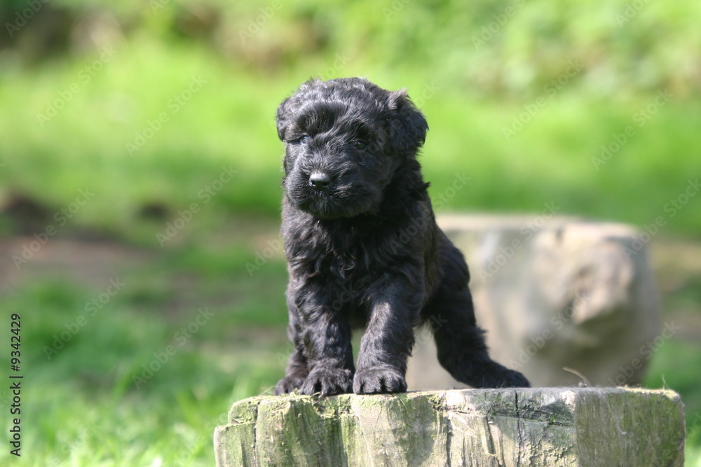 bouvier des flandres chiot sur une pierre