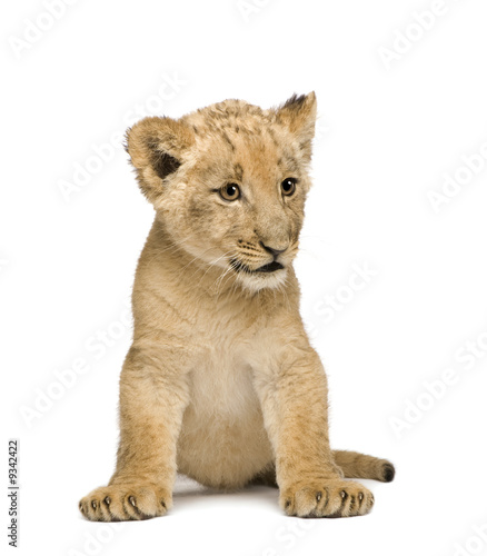 Lion Cub  8 weeks  in front of a white background