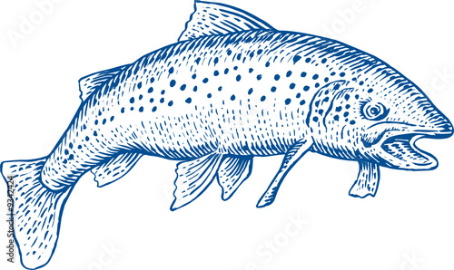 Trout