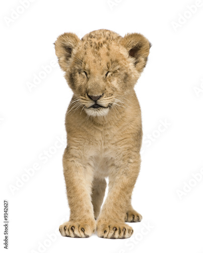 Lion Cub (8 weeks) in front of a white background