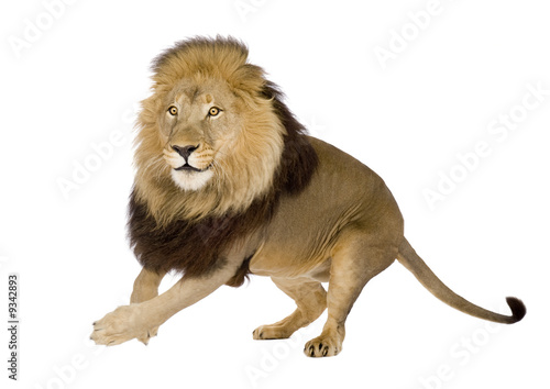 Lion  4 and a half years  in front of a white background