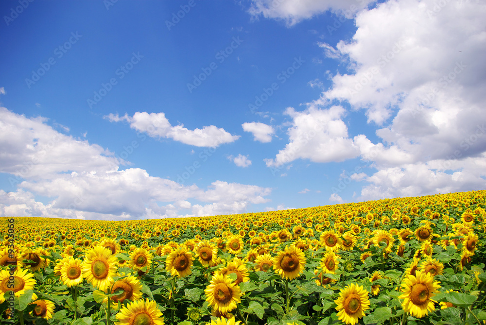 Naklejka premium sunflower field over blue sky