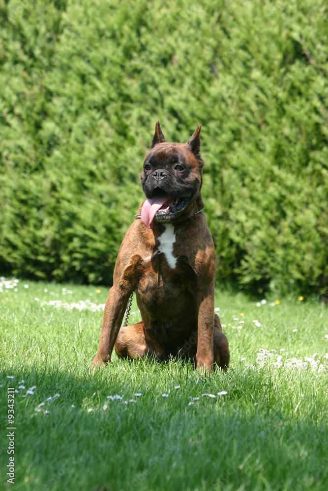 boxer assis gardien au milieu du jardin boxer assis gardien au milieu du jardin