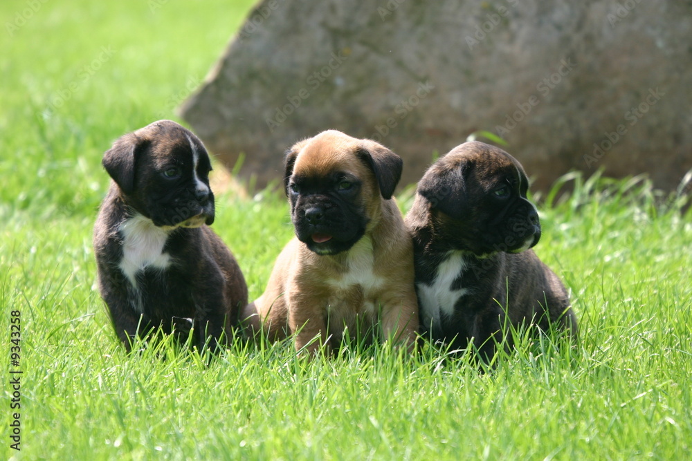 boxer chiots triplés très sages assis à la campagne boxer chiots triplés très sages assis à la campagne