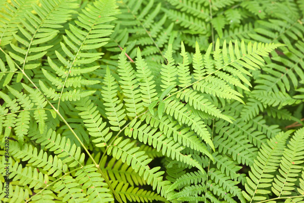 Fern leaves in an early autumn close up Fern leaves in an early autumn close up