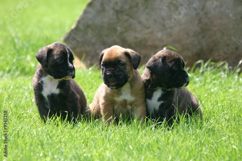 boxer chiots triplés très sages assis à la campagne photo