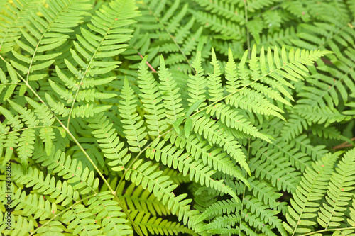 Fern leaves in an early autumn close up