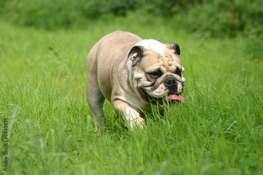 Fototapeta premium bulldog anglais à la campagne