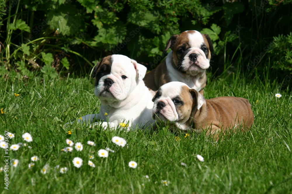 bulldog anglais trio de chiots au printemps