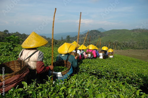 tea plantation