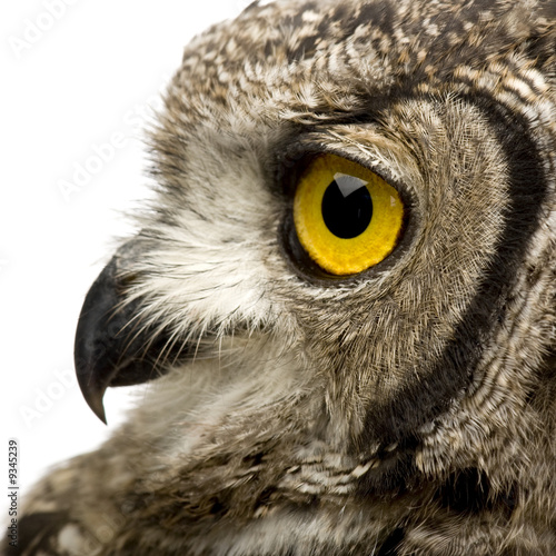 Spotted Eagle-owl (8 months) in front of a white background