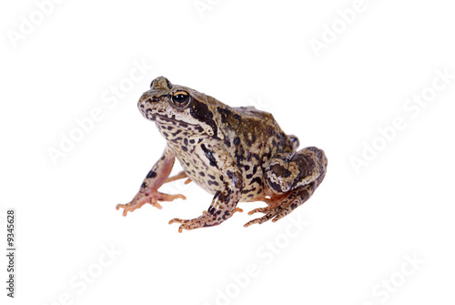big green frog sitting on table isolated on white background