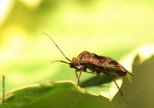 Trichoptera sitting on a leaf © mathom
