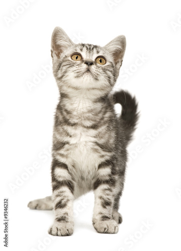 Siberian cat (12 weeks) in front of a white background