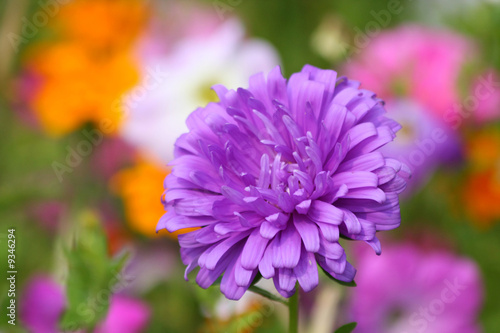 Close up of the purple aster. Background. photo
