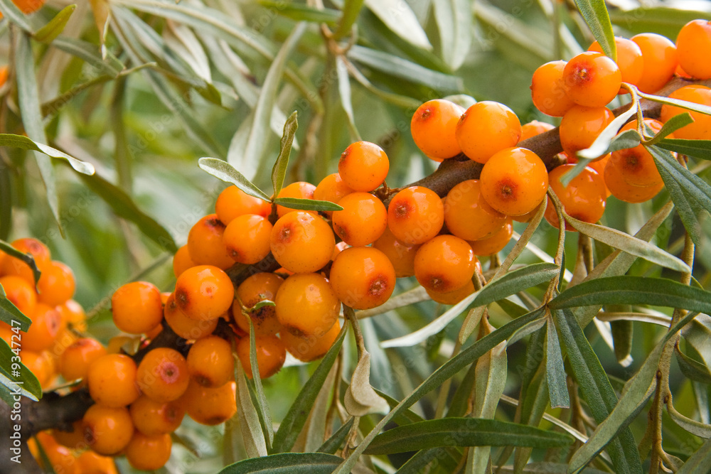 Sea-buckthorn berries Sea-buckthorn berries