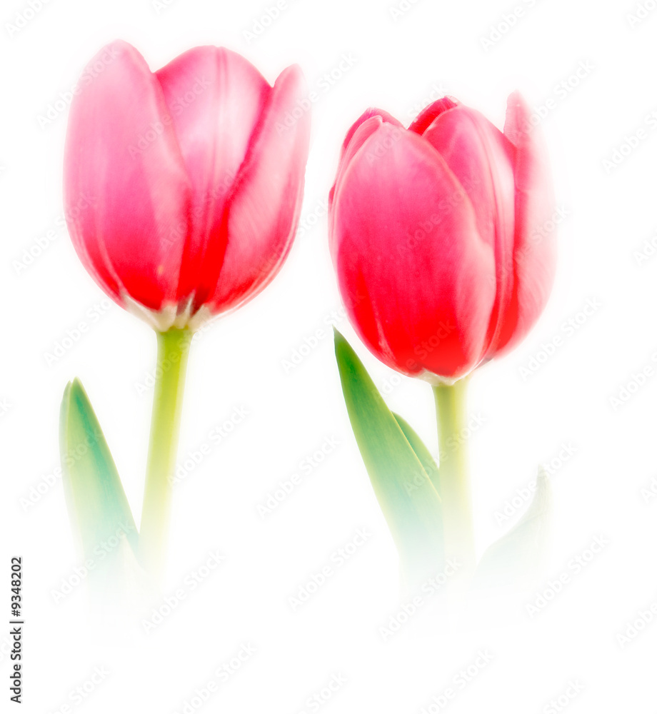 Naklejka premium romantic soft focus tulip couple