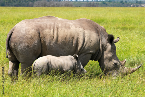 white rhinoceros with 3 weeks calf