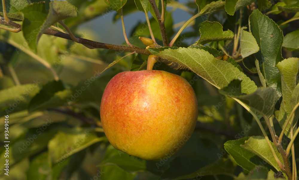 Apfel Apfel
