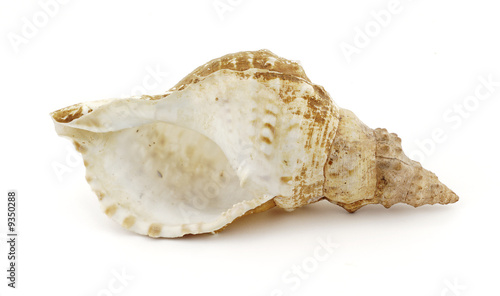 Caracola frente