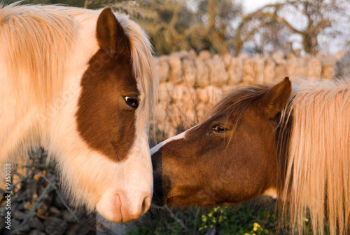 CABALLO 3