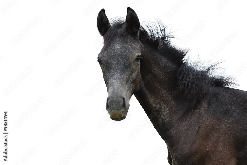 Obraz premium Pferd