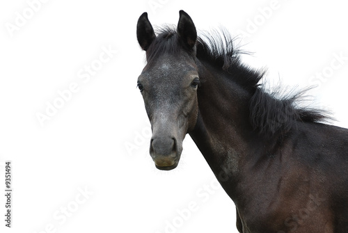 Pferd © Marty Kropp