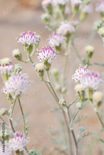 Central Oregon wildflower, Dusty Maiden - Chaenactis douglasii photo