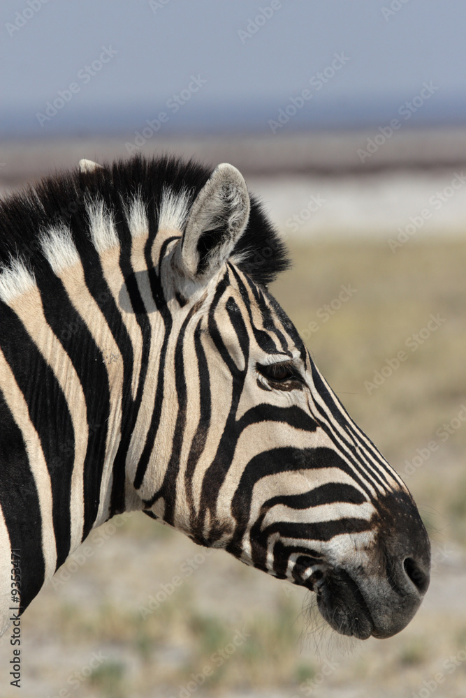 Portrait eines Steppenzebras (Equus quagga) Portrait eines Steppenzebras (Equus quagga)