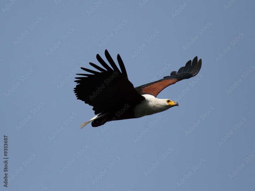 Schreiseeadler (Haliaeetus vocifer) im Okavango Delta, Botswana Schreiseeadler (Haliaeetus vocifer) im Okavango Delta, Botswana