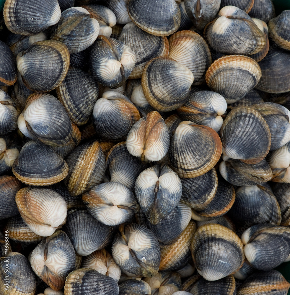 Picture of closed clams, ideal for background and textures