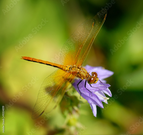 Macro of a beautiful gold dragonfly.