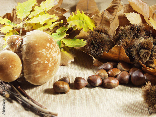 Prodotti del bosco