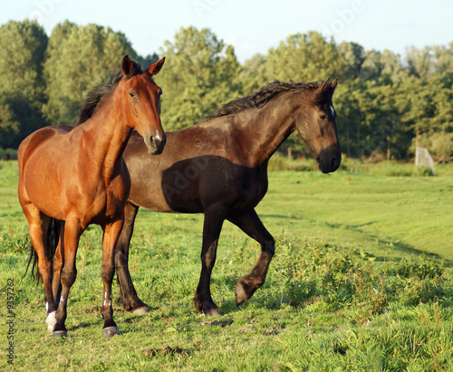 Horses