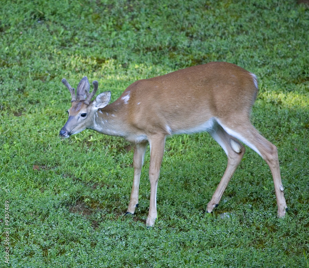 whitetail buck in velvet with spotted hide whitetail buck in velvet with spotted hide