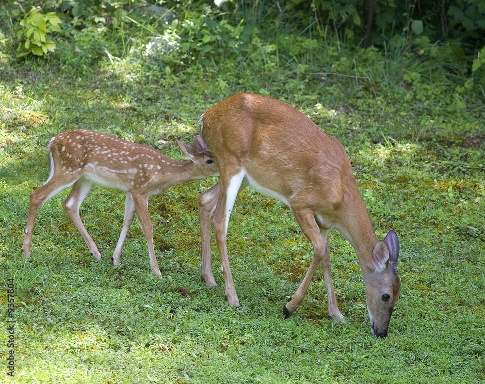fawn whitetail looking for a meal from a doe fawn whitetail looking for a meal from a doe