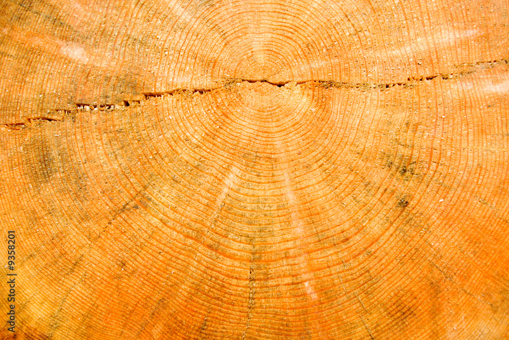 Fototapeta premium close-up wooden cut texture.wood background