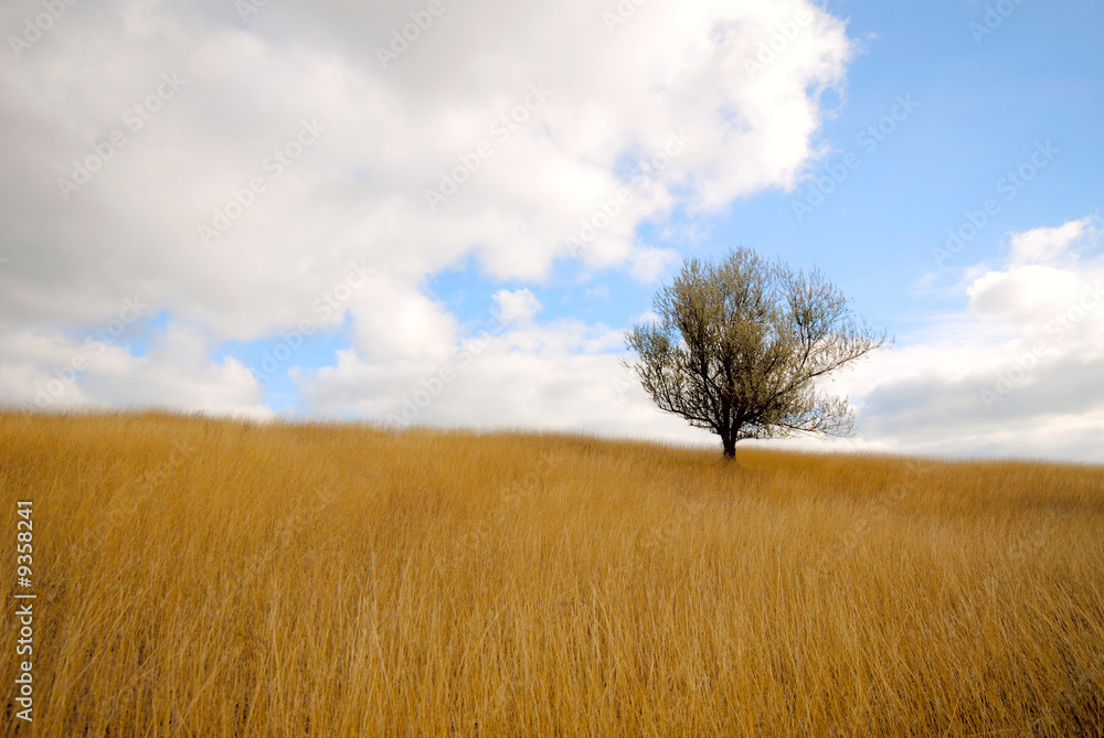 lonely tree in steppe on  background of  sky with clouds
