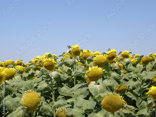 Girasoli1