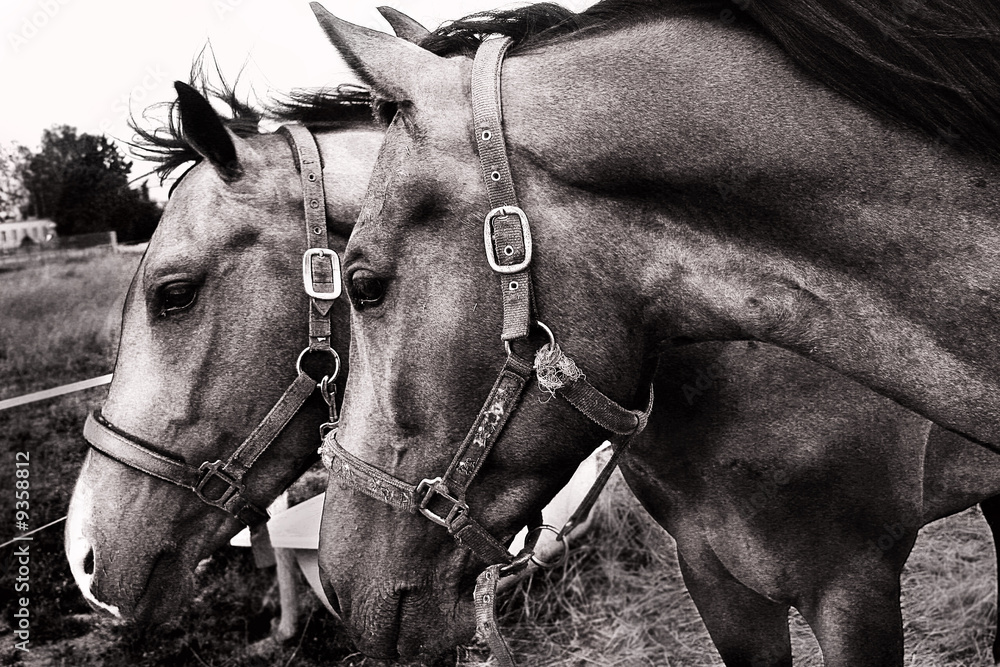 Obraz premium Horses standing on the meadow