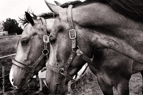 Horses standing on the meadow