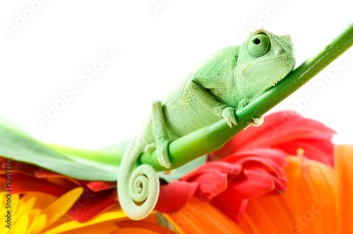 Chameleon on flower. Isolation on white.