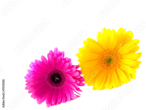 Flower Gerbera