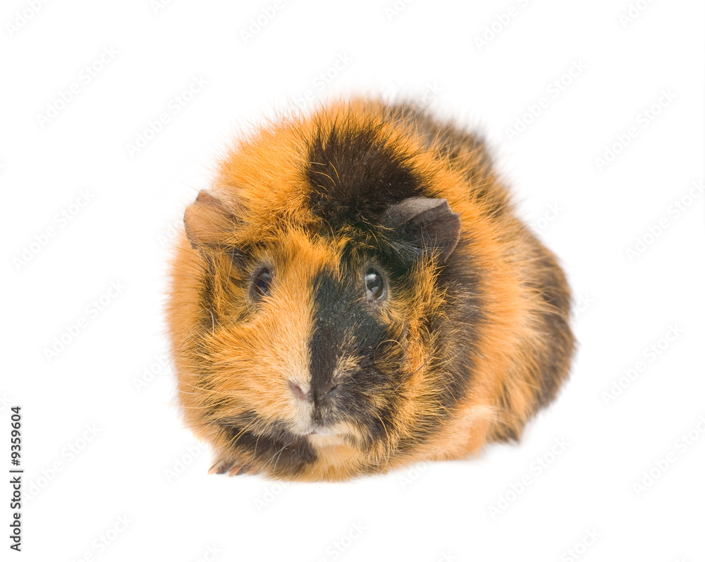 Fototapeta premium guinea pig isolated on white background